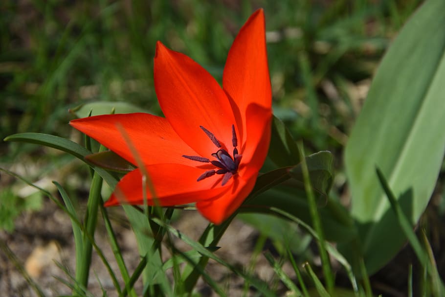 tulip, spring, red, garden, flower, flowering plant, fragility HD wallpaper
