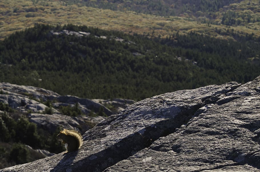 squirrel on rock, outdoors, nature, animal, mammal, mountain HD wallpaper