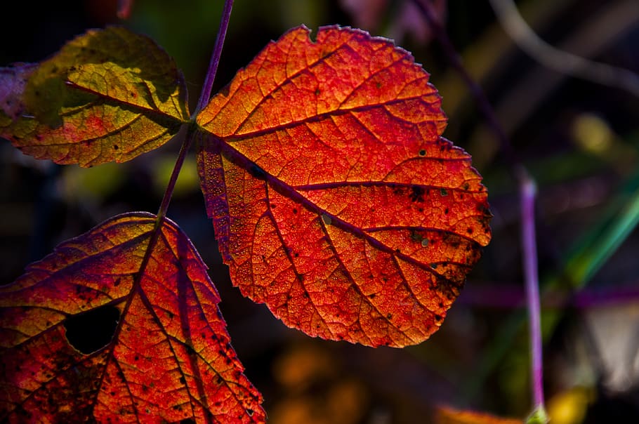 autumn, leaf, forest, plant part, close-up, change, focus on foreground HD wallpaper
