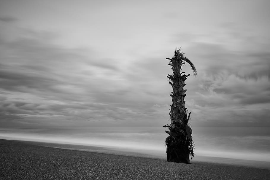 Black and White Coconut Tree, beach, black-and-white, clouds HD wallpaper