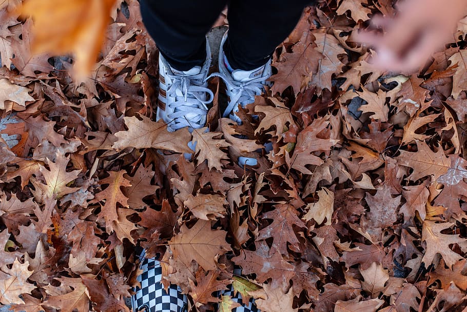 fall wallpapers, fall leaves, leaf, plant part, autumn, one person HD wallpaper