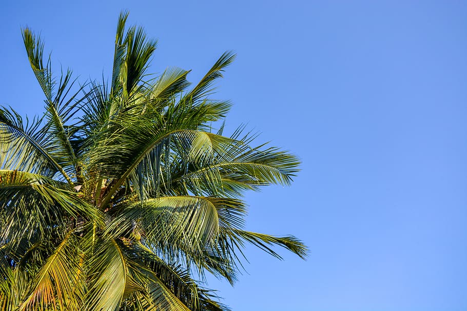 summer, tree, plant, palm tree, arecaceae, kenya, tropical HD wallpaper