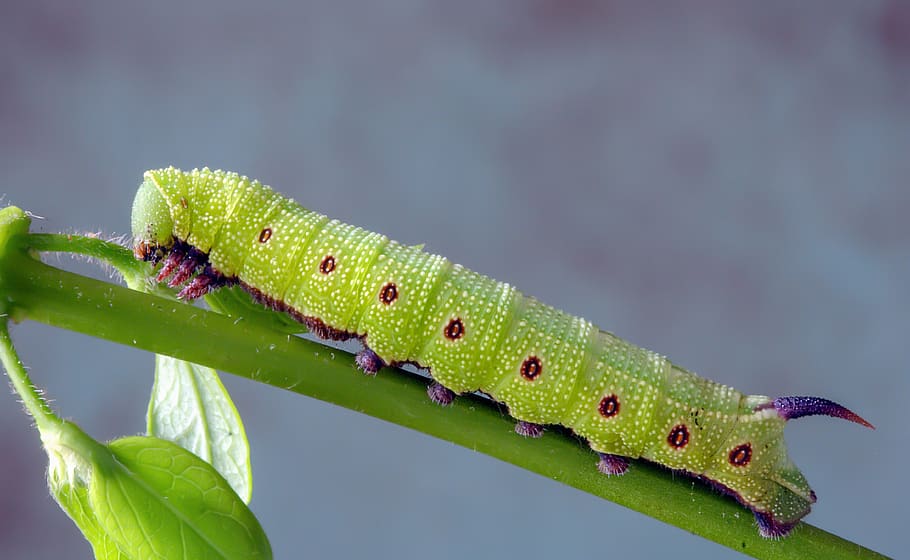broad-bordered-bee-hawkmoth, larva, caterpillar, insect, nature HD wallpaper