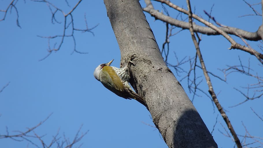 bird, nature, tree, animals in the wild, animal wildlife, animal themes, HD wallpaper