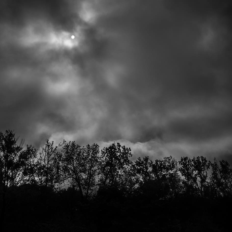 trees, clouds, sun, sky, light, plant, cloud - sky, beauty in nature HD wallpaper