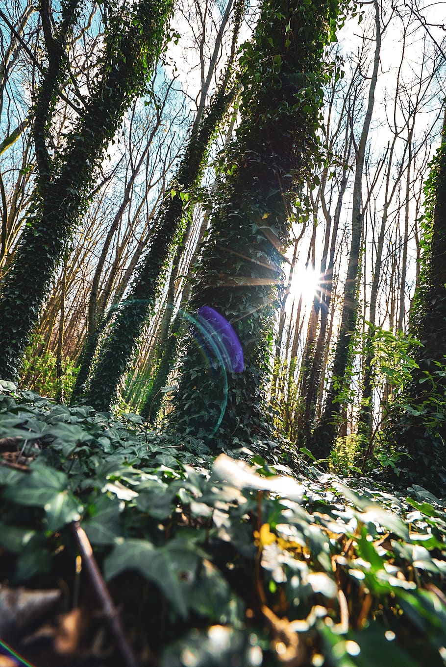 light, flare, plant, sunlight, tree, fish, animal, vegetation HD wallpaper