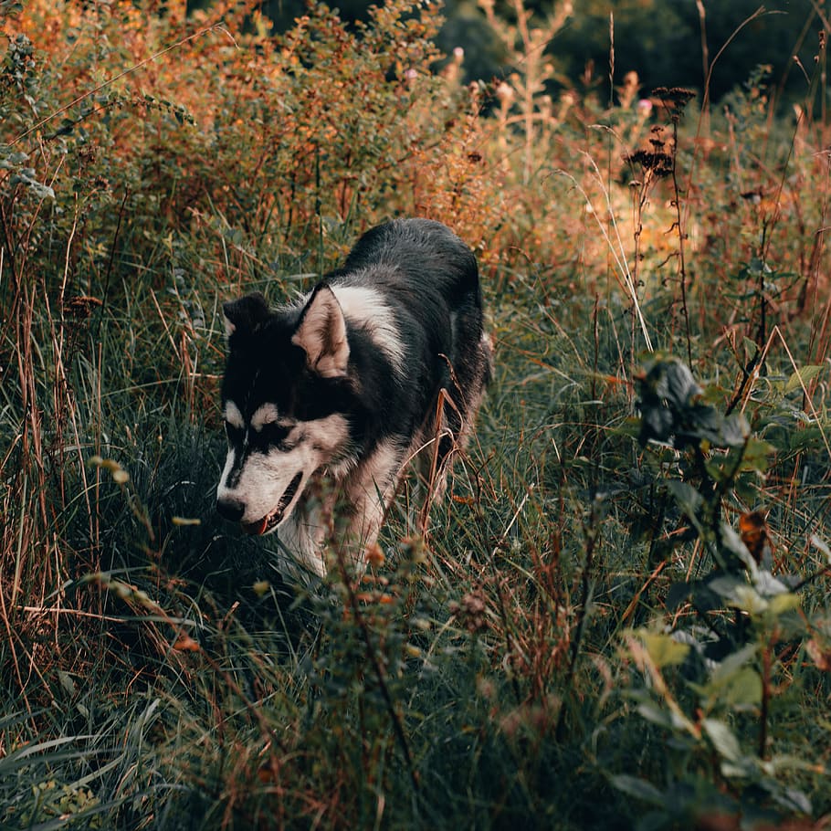 black and white dog, mammal, animal, canine, pet, husky, montebello HD wallpaper