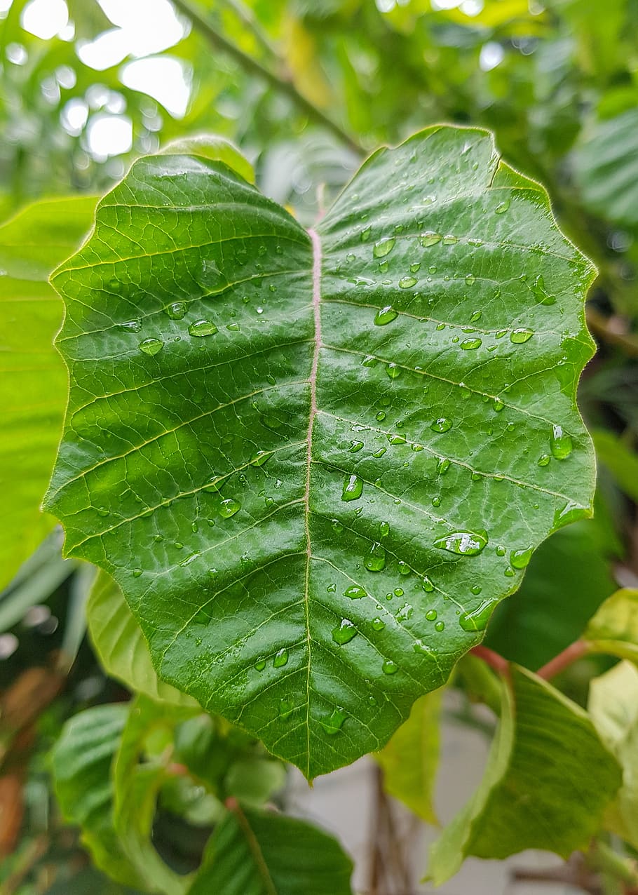 leaf, droplets on leaf, nature, drops, water, plant, reflection HD wallpaper