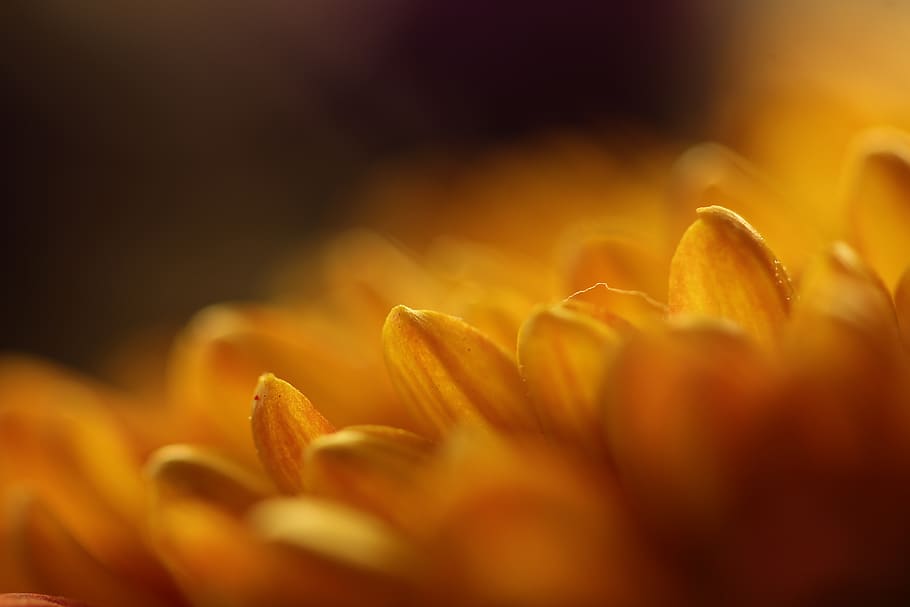 gerbera, yellow, macro, flower, blossom, bloom, close up, nature HD wallpaper