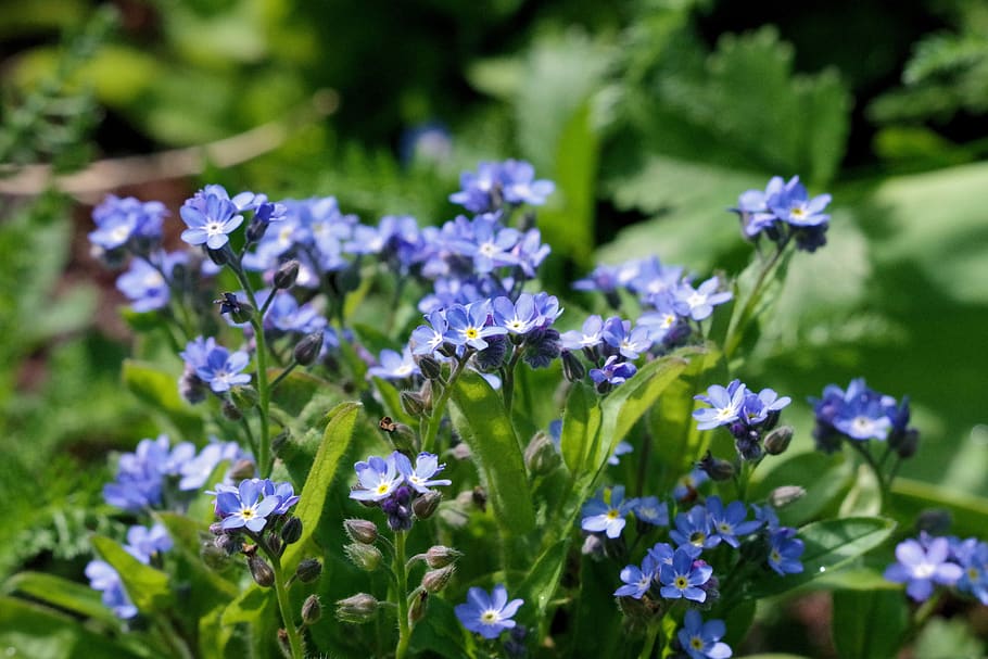 forget me maybe, garden, spring, nature, flowers, blue, flowering plant, HD wallpaper