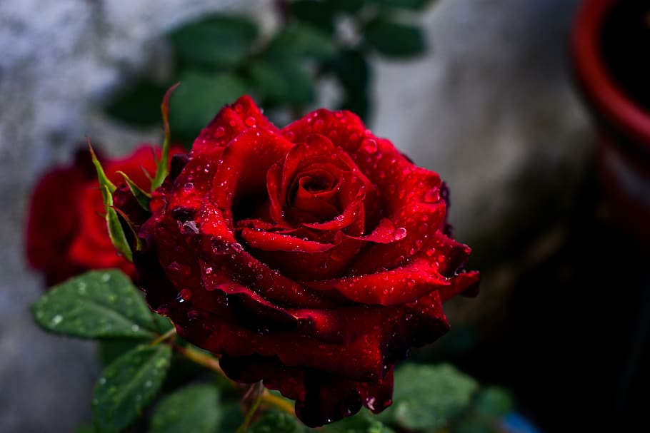 rosa, flower, leaf, nature, rose, rose - flower, beauty in nature HD wallpaper