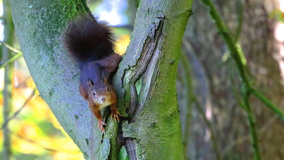 Brown Squirrel in Green Tree Trunk, animal, close up, animal themes HD wallpaper