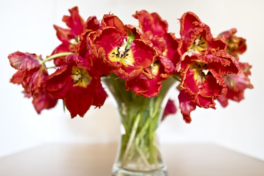 vase, red, spring, flowers, parrot tulip, flowering plant, indoors HD wallpaper