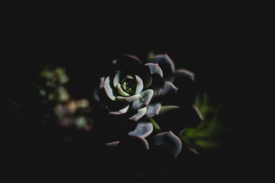 dark, plant, leaf, flower, nature, blue, beauty in nature, close-up HD wallpaper
