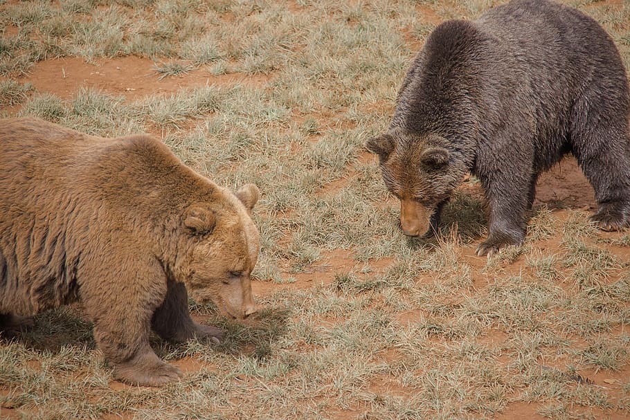 bear, cabarceno, park, nature, green, animals, wild, santander HD wallpaper