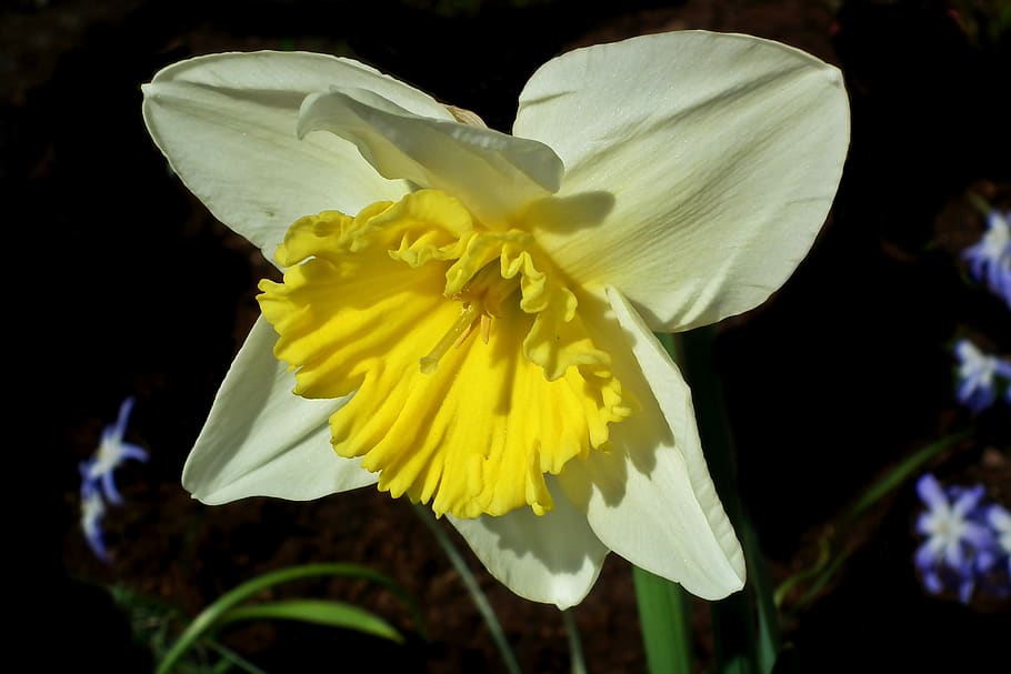 narcissus, flower, spring, easter, garden, macro, closeup, nature HD wallpaper