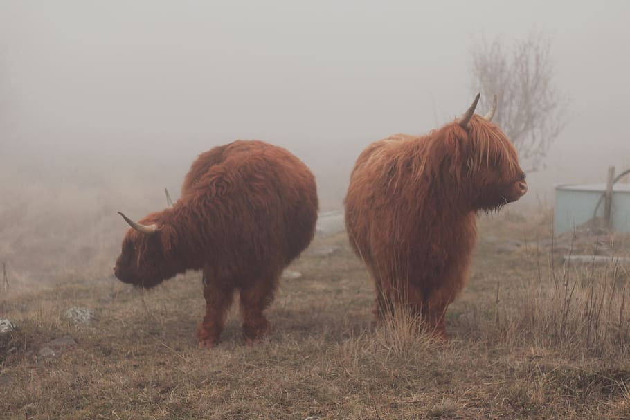 two brown yaks, animal themes, mammal, group of animals, domestic animals HD wallpaper