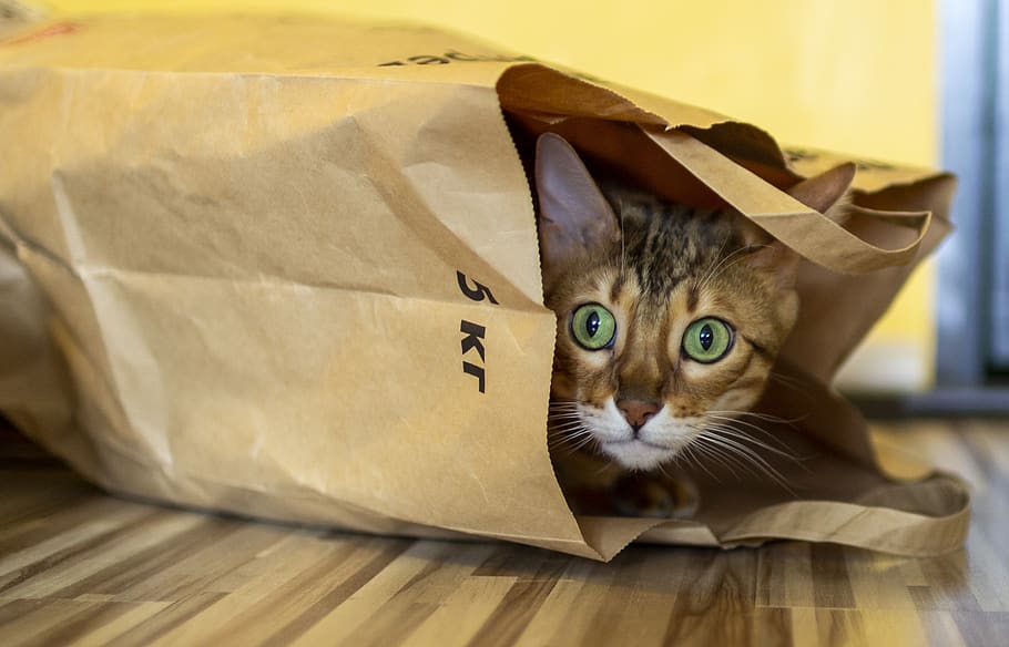 cat, package, bengali, animals, predator, funny, cat in the package, HD wallpaper