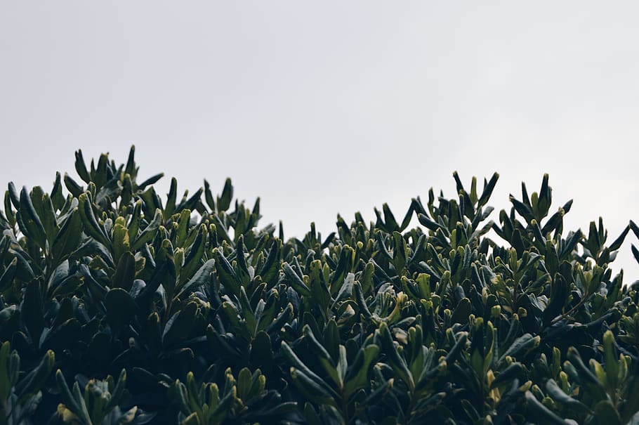 green, tree, leaf, sky, close up, clean, nature, naturaleza HD wallpaper
