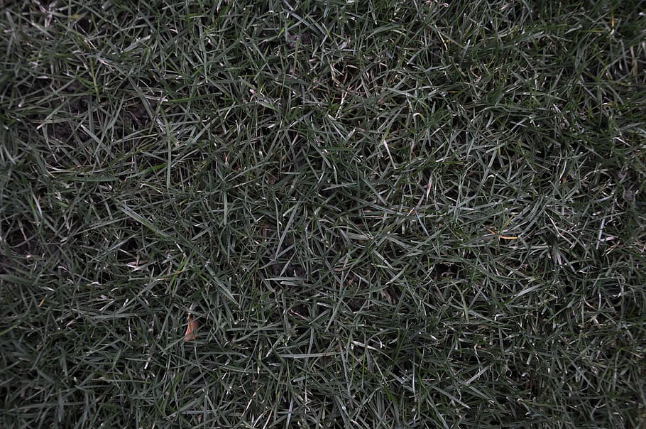 grass, nature, rush, meadow, summer, background, green, flower HD wallpaper