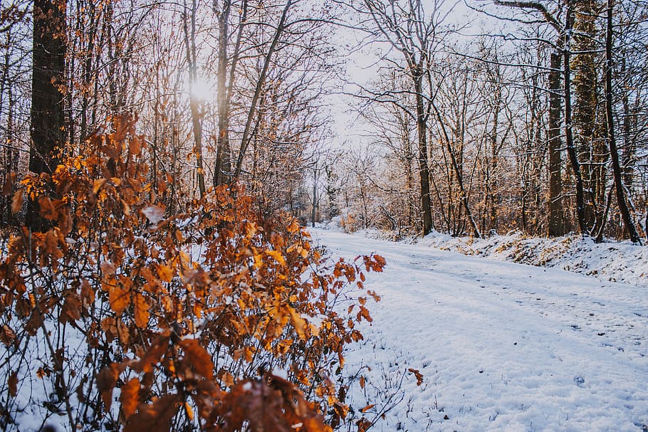 yellow-leafed tree, plant, forest, outdoors, snow, vegetation HD wallpaper