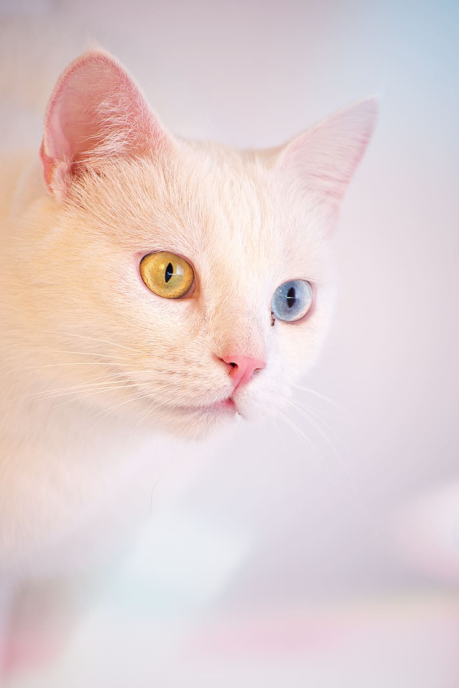 cat, white, angora, turkish, cafe, room, cute, animal, pet, HD wallpaper