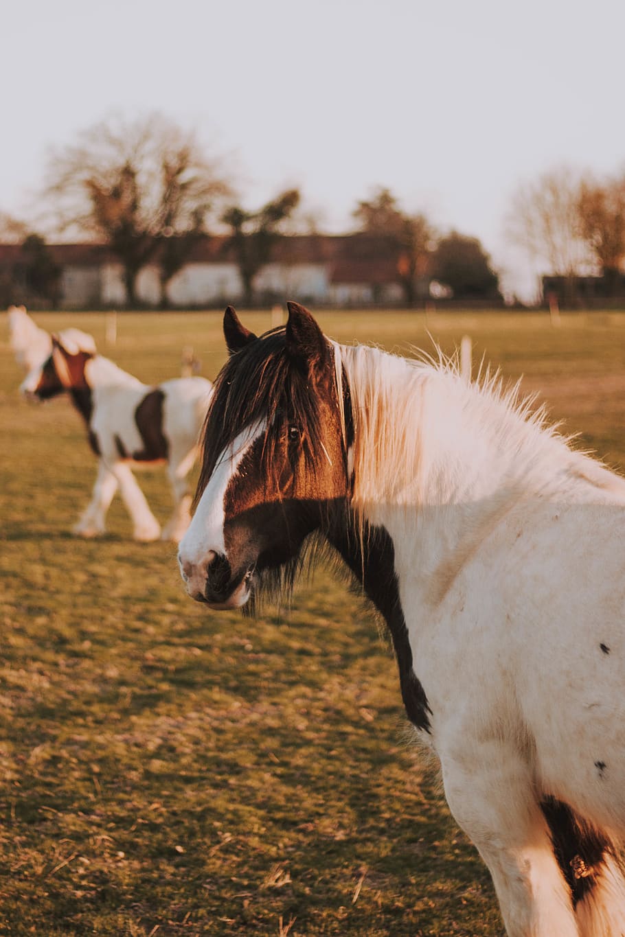 white and brown donkey, horse, animal, mammal, colt horse, stallion HD wallpaper