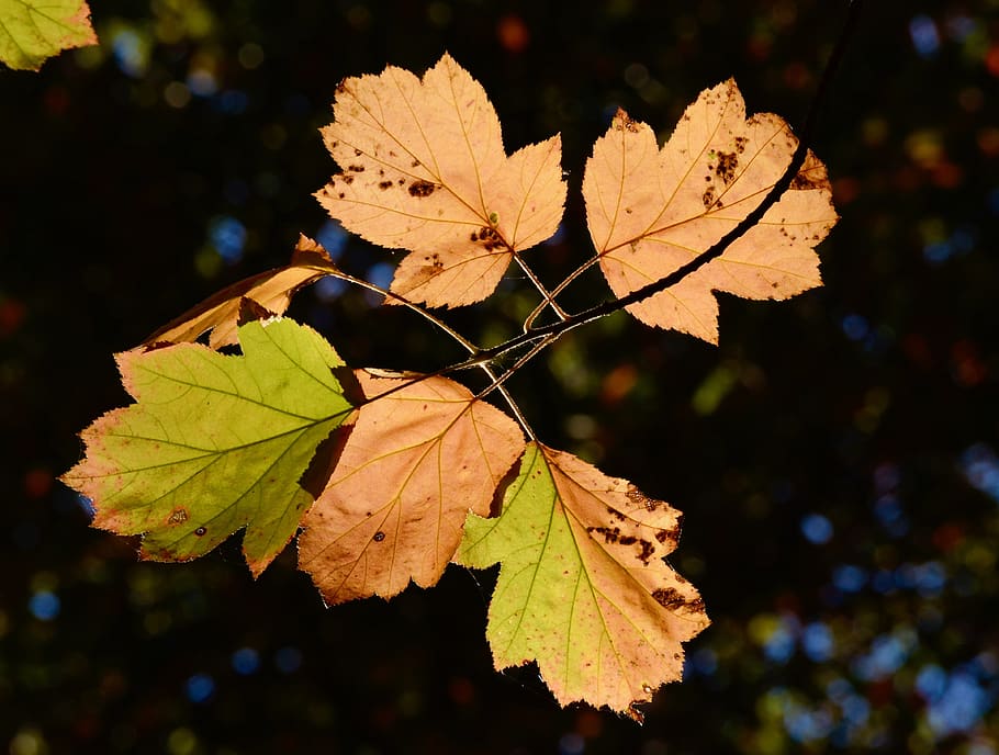 leaves, fall foliage, tree leaves, backlighting, autumn, colorful HD wallpaper