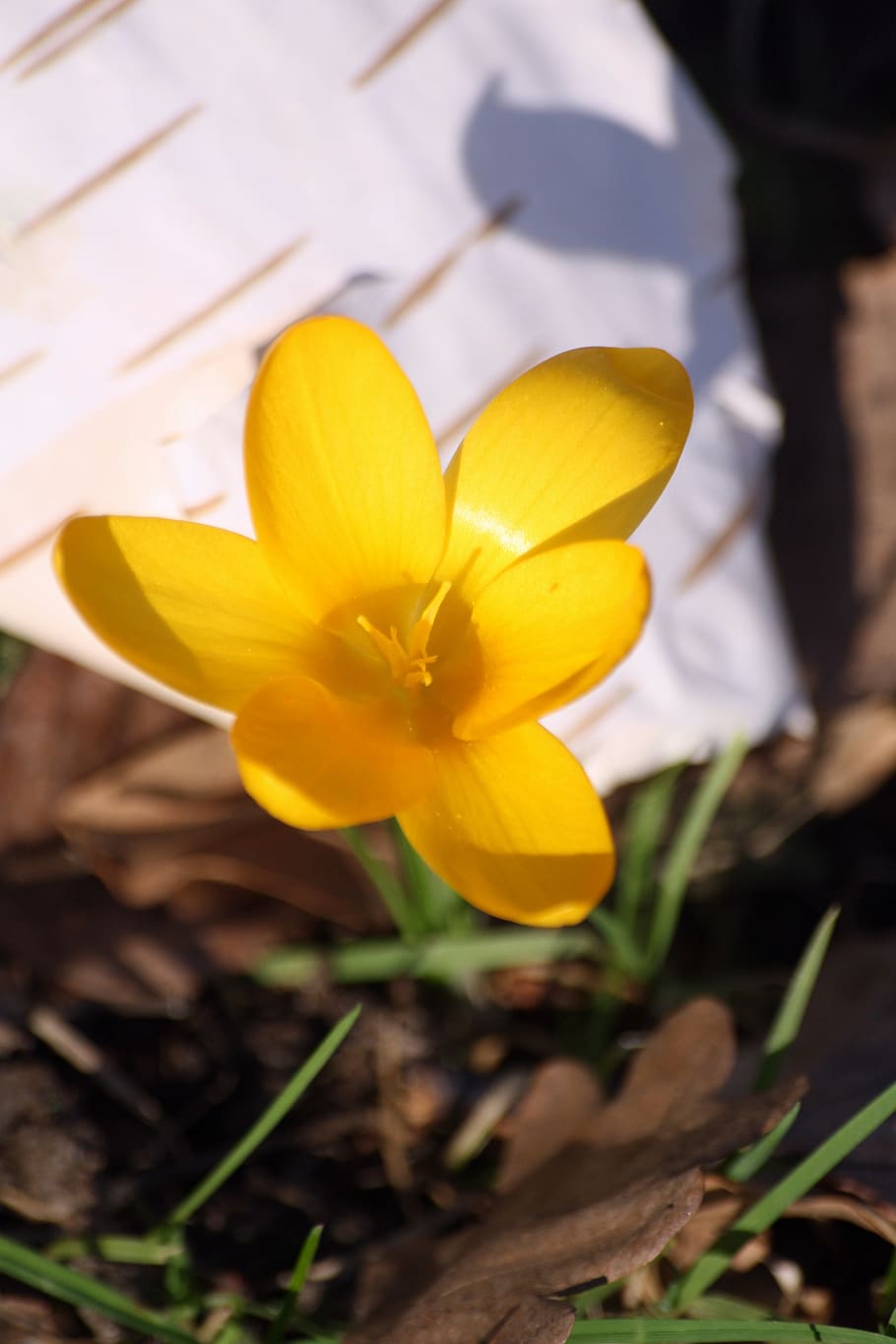 crocus, blossom, bloom, mm, close up, spring awakening, spring flower HD wallpaper