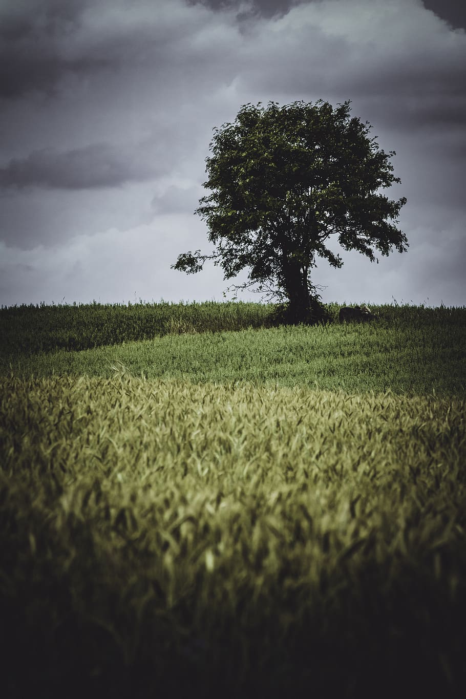 Low Light Photography of Tree, corn field, crop, cropland, dark clouds HD wallpaper
