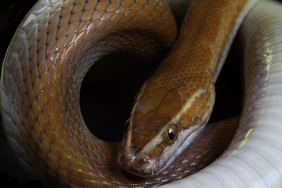 snake, reptile, coiled, coils, scales, snakehead, macro, closeup HD wallpaper