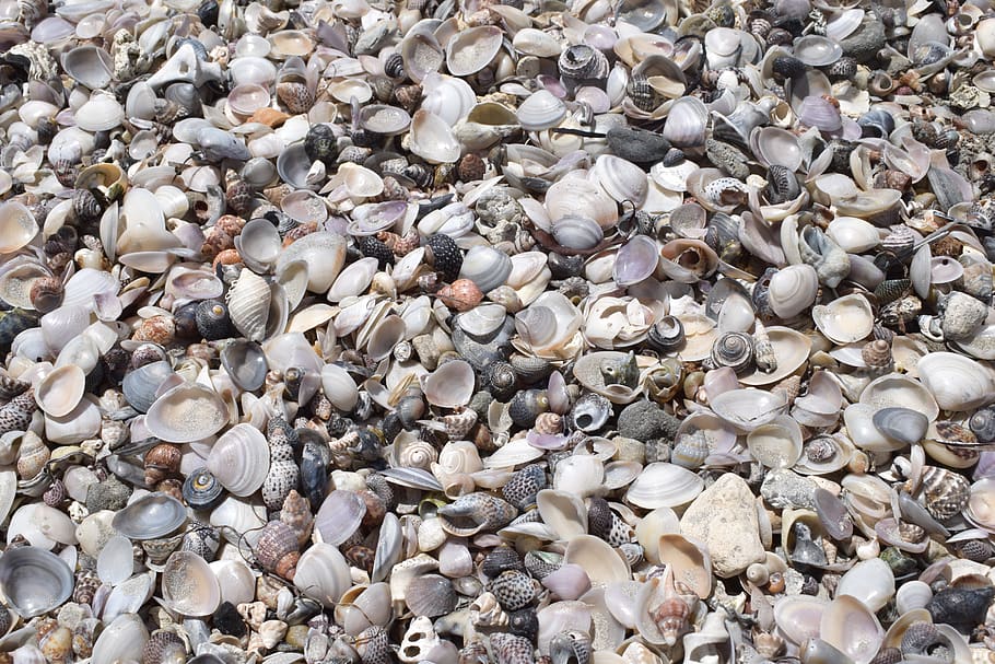 australia, shell, outdoor, ocean, sea, travel, pattern, beach HD wallpaper