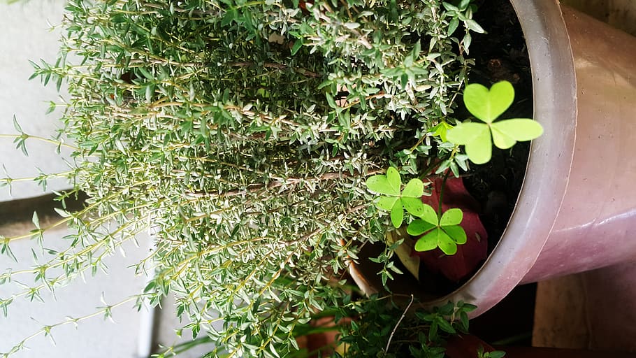 thyme, thyme herbs, plants, food herbs, garden herbs, growth HD wallpaper