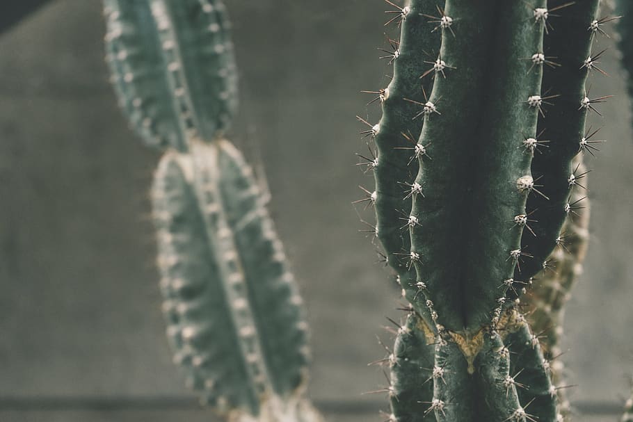 Cactus Plant, botanical, close-up, green, greenery, growth, natural HD wallpaper