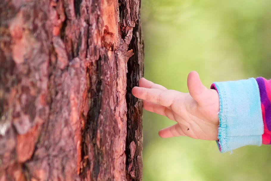 finger, touch, green, nature, wood, tree, child, hand, baby HD wallpaper