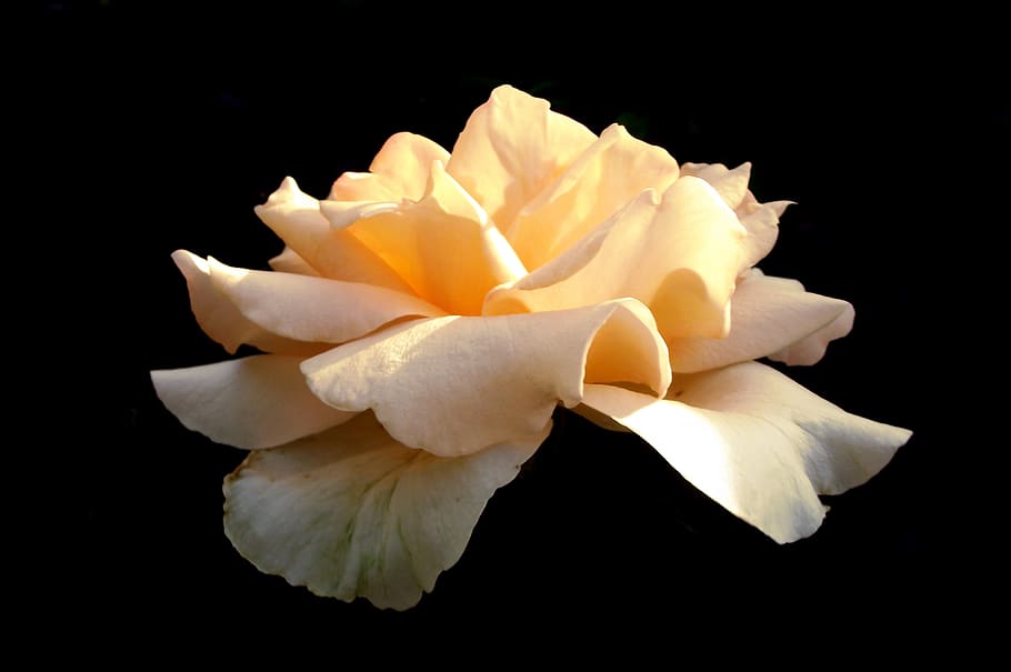 rose, tea, summer, garden, nature, closeup, beauty, petal, the smell of HD wallpaper