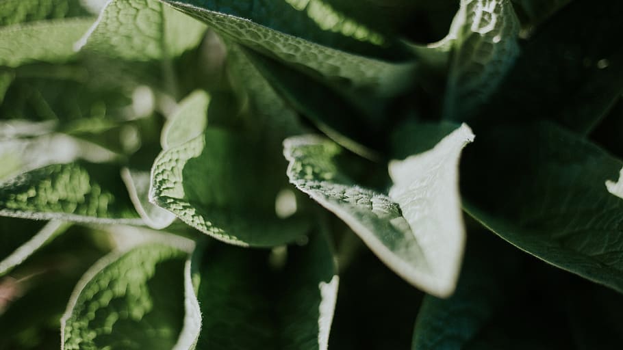 close-up photo of green leaf plant, aloe, vegetation, blossom