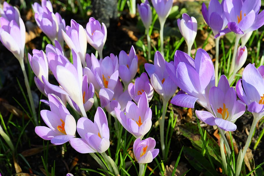 crocus, tender, purple, flowers, nature, close up, spring, garden HD wallpaper