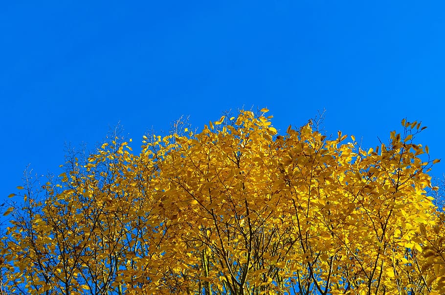 bluesky, tree, yellow, plant, autumn, low angle view, beauty in nature HD wallpaper