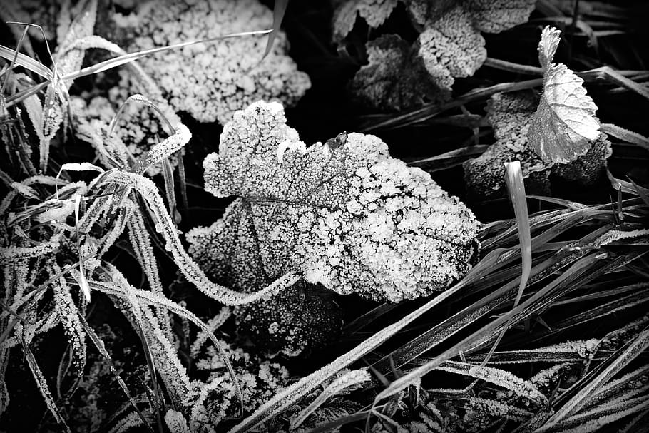 leaf, grass, hoar frost, cold, zing, winter, ice, crystal, frosty HD wallpaper