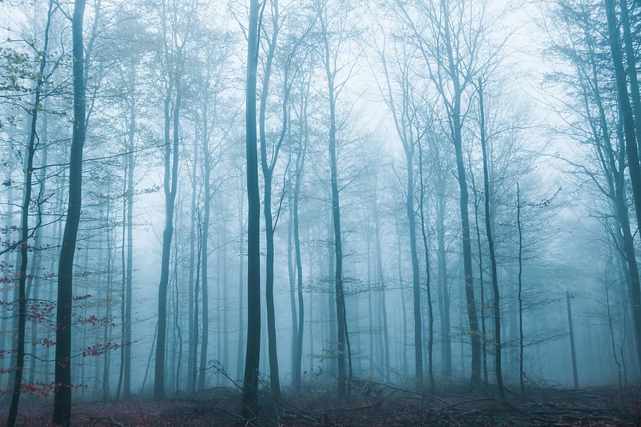 fhongs fineyard mountain bike, scene, scary, spooky, dark, tree HD wallpaper