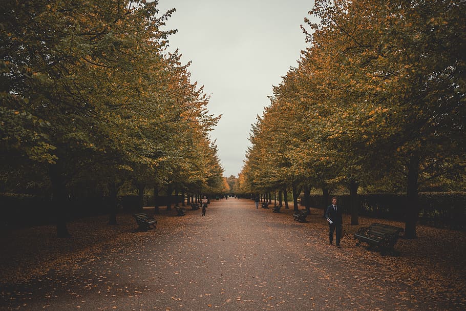 man walking beside park bench near trees, path, road, fall, regent