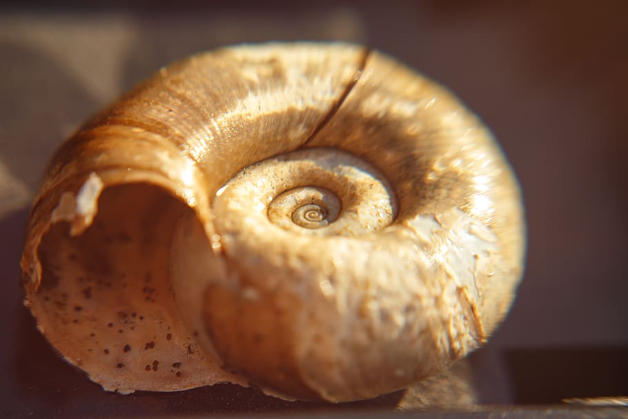 shell, spiral, macro, close-up, animal, animal wildlife, animal themes HD wallpaper