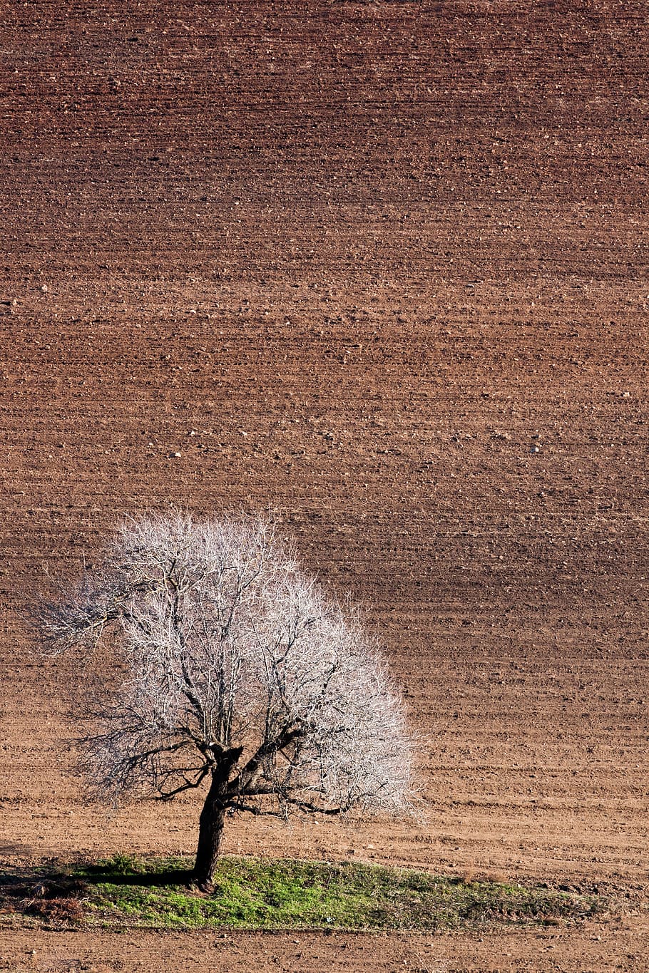 autumn, nature, tree, lonely, landscape, mood, light, field HD wallpaper