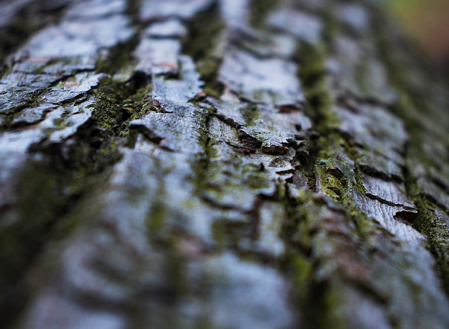 moss, tree, plant, leaf, vegetation, texture, trunk, tree trunk, HD wallpaper