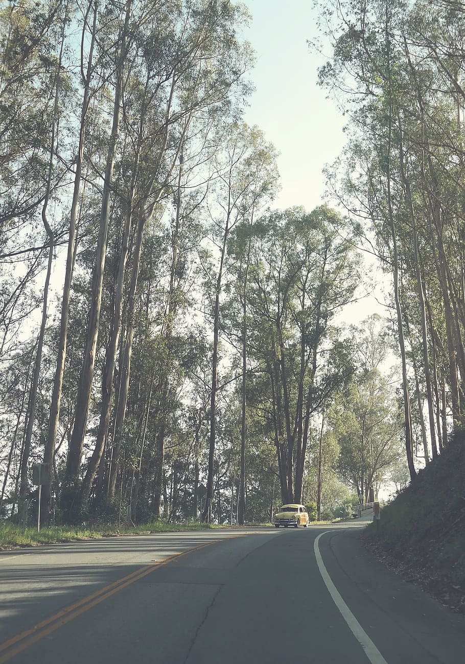 trees, plants, nature, grass, landscape, road, trip, car, travel HD wallpaper
