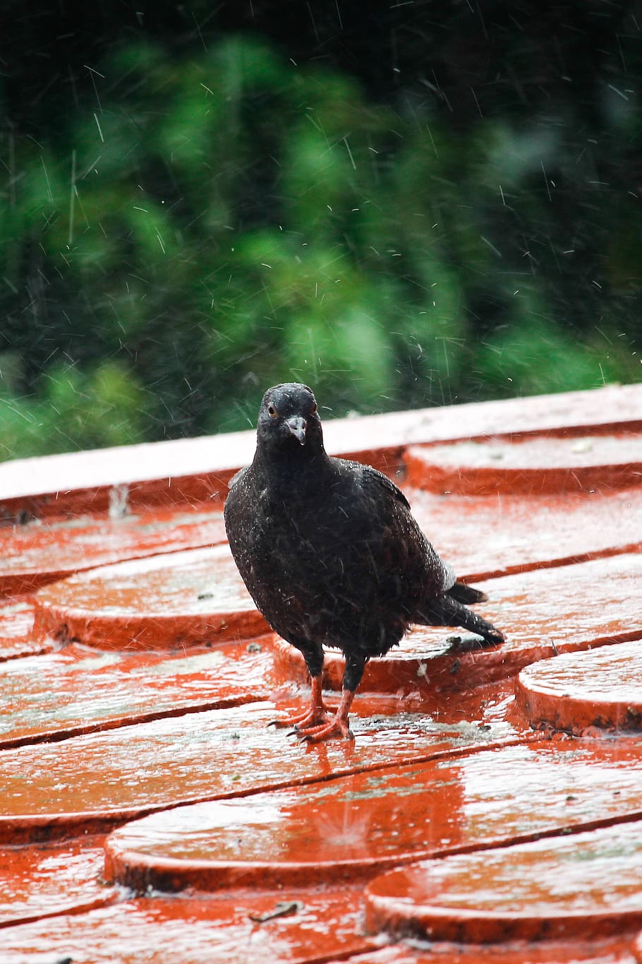 HD wallpaper: bird, rain, rainy season, black bird, droplets, animal ...