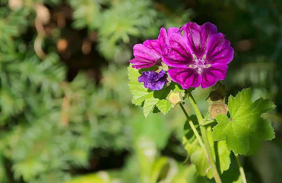 flower, violet, blossom, bloom, close up, nature, flowering plant HD wallpaper