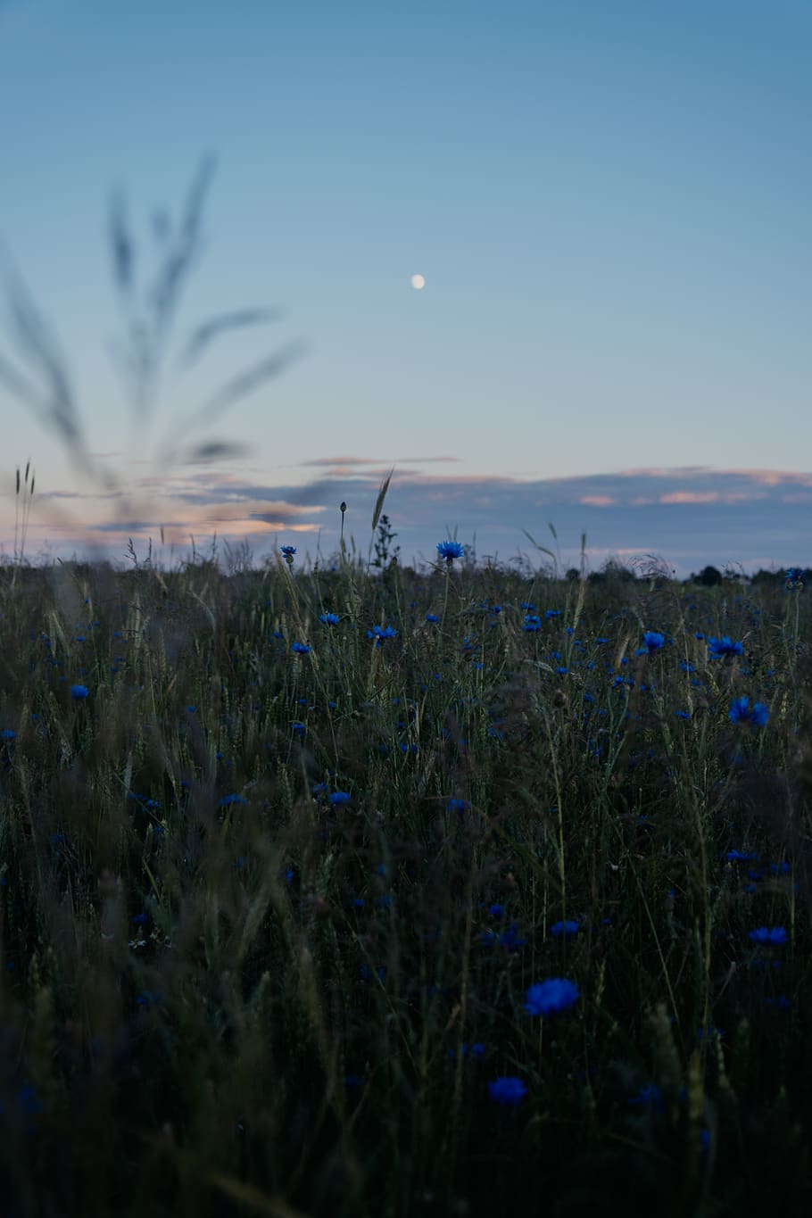 Blue Cornflowers, atmospheric, atmospheric evening, beautiful, HD wallpaper