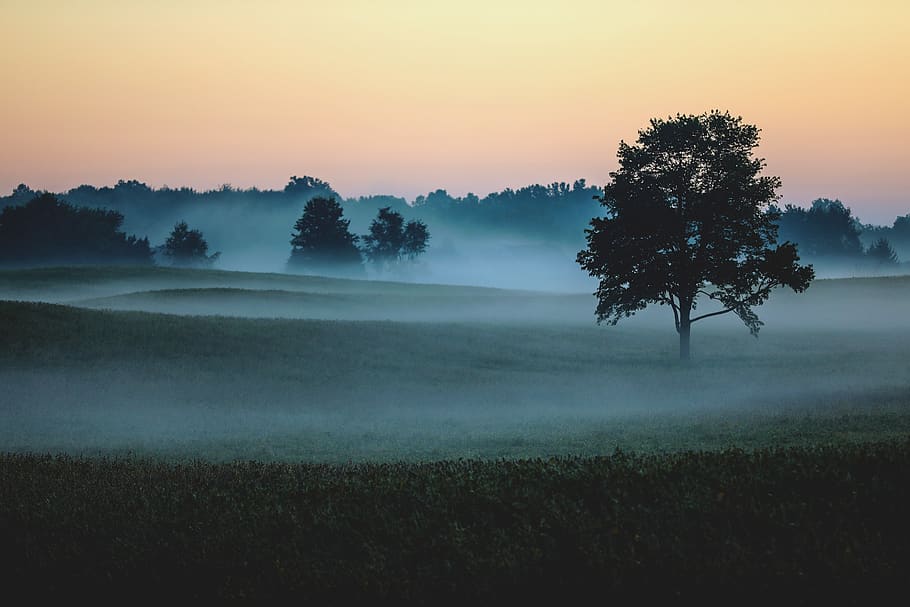 trees on grass field, dawn, dusk, nature, outdoors, red sky, sunrise HD wallpaper